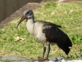 Suedafrika 2019